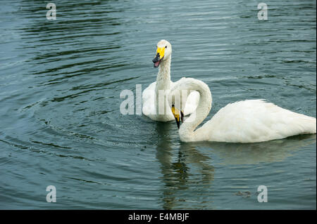 Coppia di cigni bianchi Foto Stock