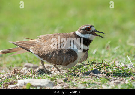 Killdeer bird seduta sul nido uova Foto Stock