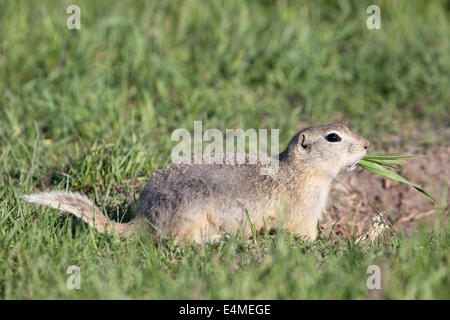 Richardson di massa (scoiattolo Urocitellus richardsonii) mangiare boccone di erba Foto Stock