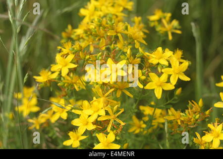 Hypericum perforatum, anche noto come erba di San Giovanni. Foto Stock