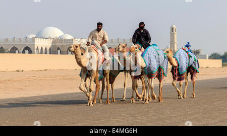 I cammelli con robot fantini sul Dubai strada sulla via di corsa di allenamento. Foto Stock