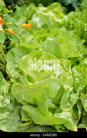 Close-up di verde lattuga cappuccina (Lactuca sativa) in un giardino campo. Giardinaggio organico. Foto Stock