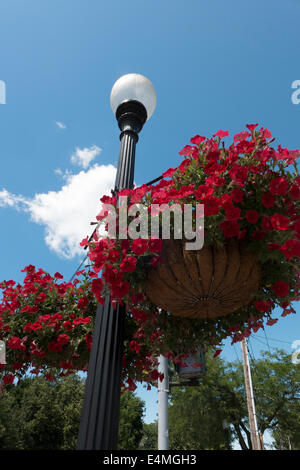 Nei cestini appesi di fiori in Fairport NY. Foto Stock