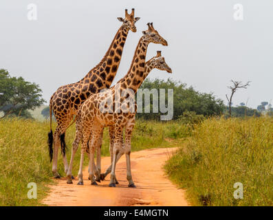 Un gruppo di Rothschild il giraffe attraversare una strada in murchison national park (Uganda). Foto Stock