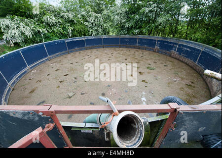 Laguna di slurry in agriturismo, circondato da uno schermo di biancospino cespugli. Cumbria, Regno Unito. Foto Stock