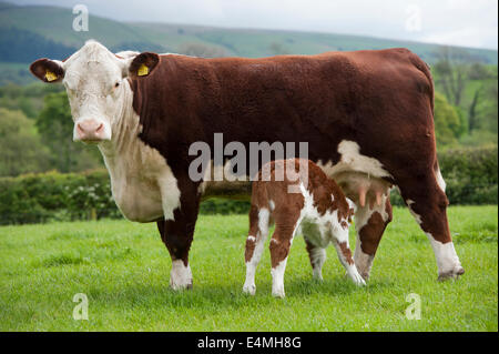 Hereford mucca con vitello neonato a piedi. Cumbria, Regno Unito. Foto Stock