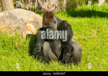 Western Gorilla a Werribee Open Zoo Werribee, Victoria, Australia gorilla Gorilla Foto Stock