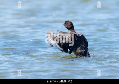 Moretta, Aythya fuligula, schizzi in acqua Foto Stock