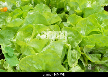 Close-up di verde lattuga cappuccina (Lactuca sativa) in un giardino campo. Giardinaggio organico. Foto Stock