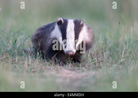 Badger, Meles meles, unico mammifero, Warwickshire, Maggio 2014 Foto Stock