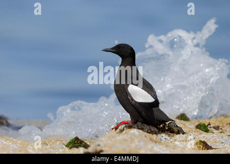 Black guillemot, Cepphus grylle, singolo uccello sulla roccia. Isole Orcadi, Giugno 2014 Foto Stock