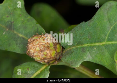 Carciofo gall wasp, larice cono cynipid gall, Eichenrose, Eichenrosen-Gallwespe, Andricus fecundator, Andricus foecundatrix Foto Stock