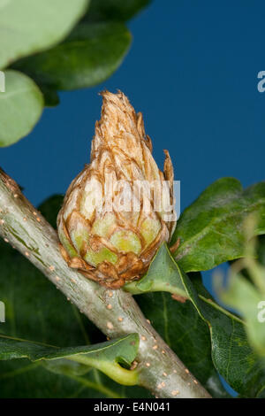 Carciofo gall wasp, larice cono cynipid gall, Eichenrose, Eichenrosen-Gallwespe, Andricus fecundator, Andricus foecundatrix Foto Stock