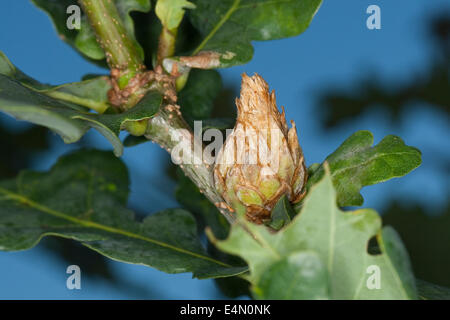Carciofo gall wasp, larice cono cynipid gall, Eichenrose, Eichenrosen-Gallwespe, Andricus fecundator, Andricus foecundatrix Foto Stock