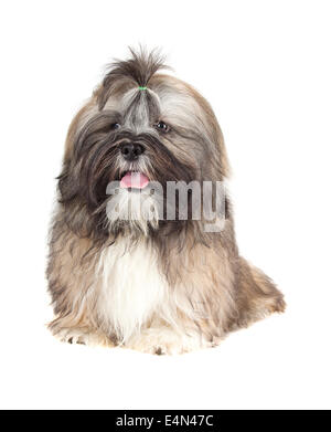 Lhasa Apso cucciolo Foto Stock