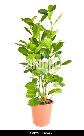 Ficus in pentola marrone Foto Stock