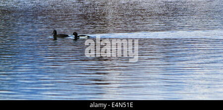 Coppia di anatre nero su acqua Foto Stock