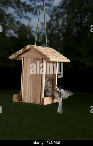 Atterraggio su un Bird Feeder Foto Stock