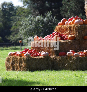 In autunno la zucca, zucche e squash Foto Stock