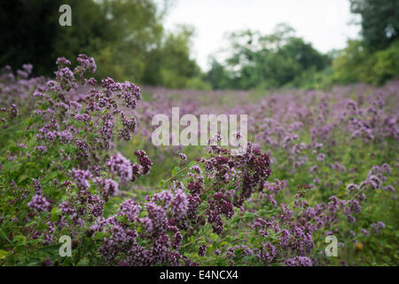 "Impressionisti storia' all'interno del parco naturale di l'ile saint-denis, northen sobborgo parigino, Francia. Foto Stock