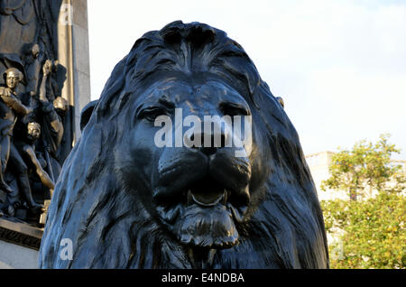 Trafalgar square lion Foto Stock