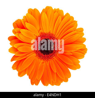 Orange gerbera fiore Foto Stock