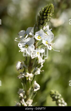 La genziana speedwell - Veronica gentianoides Foto Stock