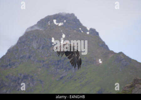 Flying sea-eagle, Svolvaer, Isole Lofoten Foto Stock