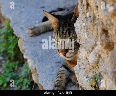 Stray tabby cat in Rhodes, Grecia Foto Stock