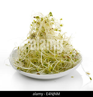 Freschi di germogli alfalfa Foto Stock