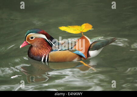 Anatra Mandarina Foto Stock