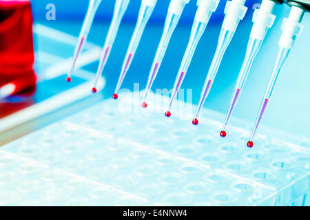 Pipetta multicanale con i campioni biologici Foto Stock