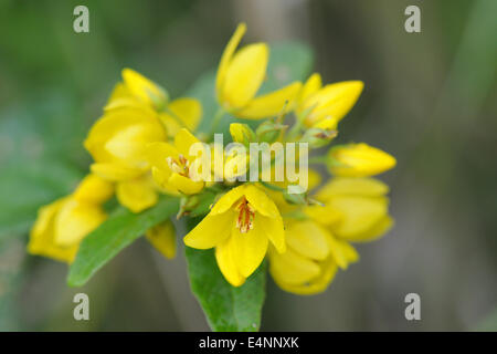 Lysimachia Foto Stock