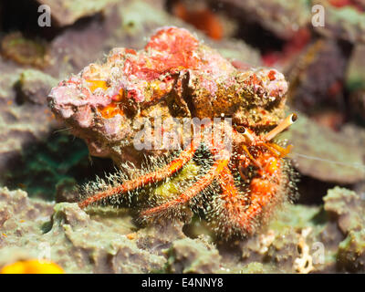 Hairy rosso granchio eremita Foto Stock