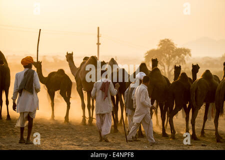 I commercianti del cammello a uno di l'animale più grande fiera al mondo chiamato festival di Pushkar Foto Stock