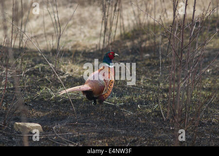 Fagiano maschio in piedi su un prato bruciato in primavera Foto Stock