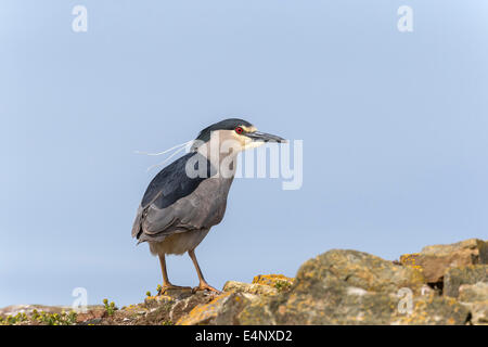 Nero notte incoronato Heron Foto Stock