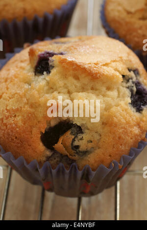 Close up di pane appena sfornato muffin ai mirtilli Foto Stock