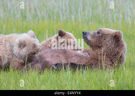 Orso grizzly cubs il lattante in prato erboso Foto Stock