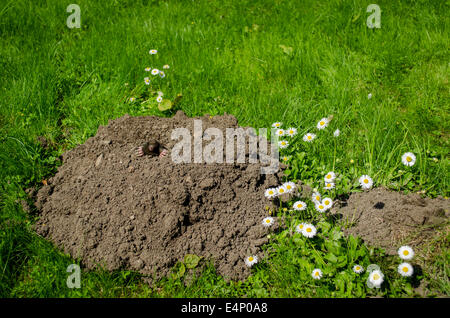 La molla mole e molehill nel giardino di fiori bianchi Foto Stock