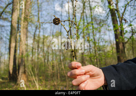 La donna tiene in mano a secco piccolo ramo di pino con piccoli coni Foto Stock