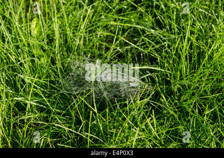 Petite piccola spider web pieno di gocce di rugiada di mattina prato Foto Stock