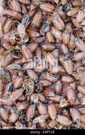 Grande pila di marrone cockchafer chafer strisciando sulla parte superiore di ciascun altro Foto Stock