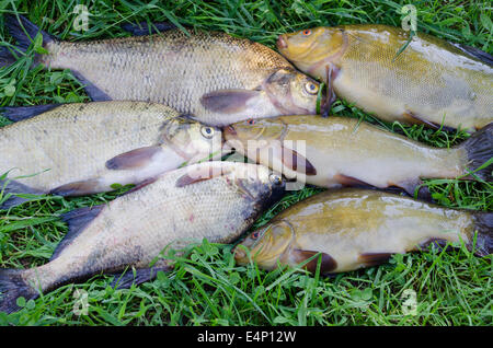 Chiusura del gruppo di grandi shiny tinche e orate sul prato Foto Stock