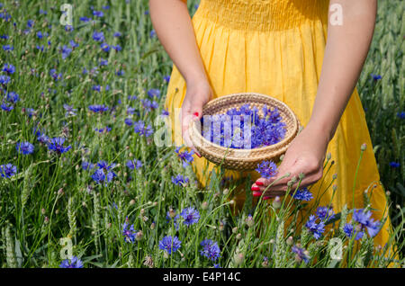 Agriturismo donna ragazza in abito giallo mani con unghie rosse pick blu fiori di fiordaliso herb al piatto di vimini nel campo dell'agricoltura. Foto Stock