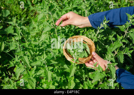 Erboristeria donna ragazza mano pick balsamo a base di erbe di menta foglie di piante in giardino. Medicina alternativa. Foto Stock