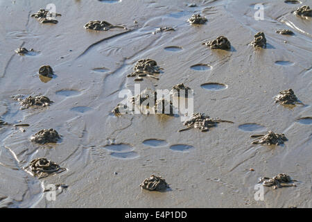 Europea (Lugworm Arenicola marina) calchi di sedimenti defaecated sulla spiaggia con la bassa marea Foto Stock