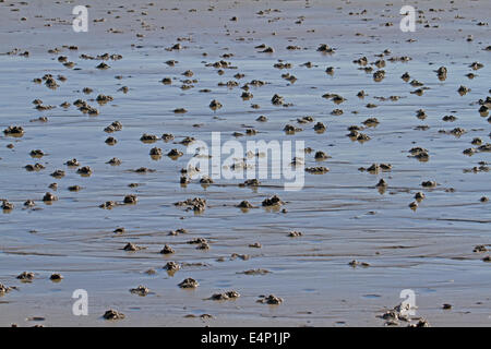 Europea (Lugworm Arenicola marina) calchi di sedimenti defaecated sulla spiaggia con la bassa marea Foto Stock
