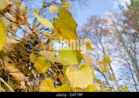 Mature organico fresco frutta uve mazzetto con foglie di colore verde Foto Stock