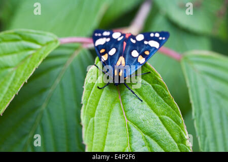 Callimorpha dominula falena su foglie di ortensie. Scarlet Tiger moth. Foto Stock